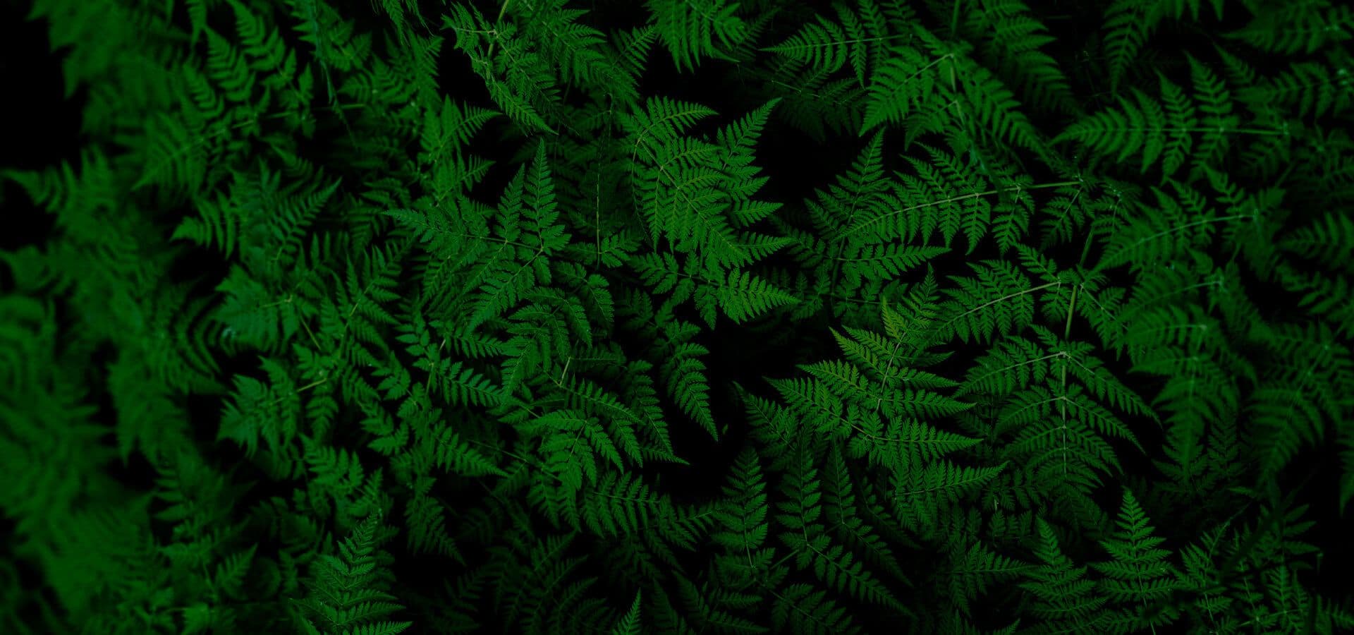 Hojarasca verde