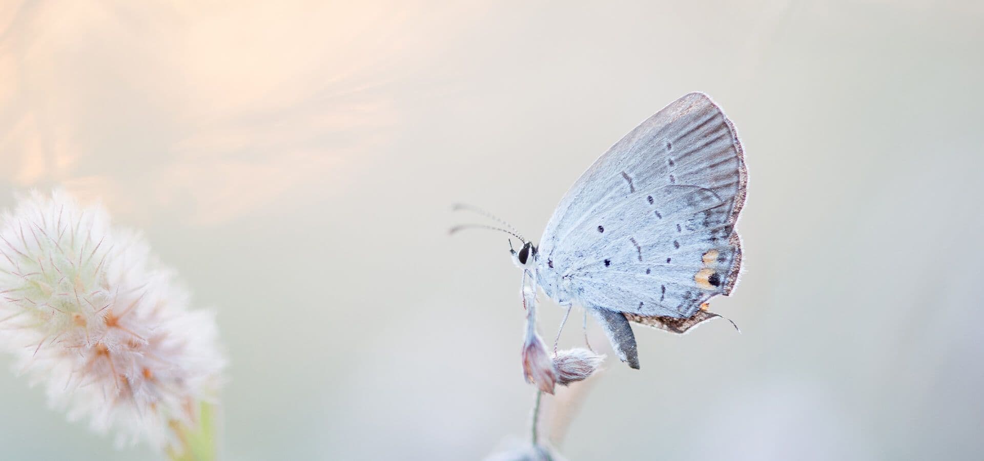 Mariposa mirando una flor